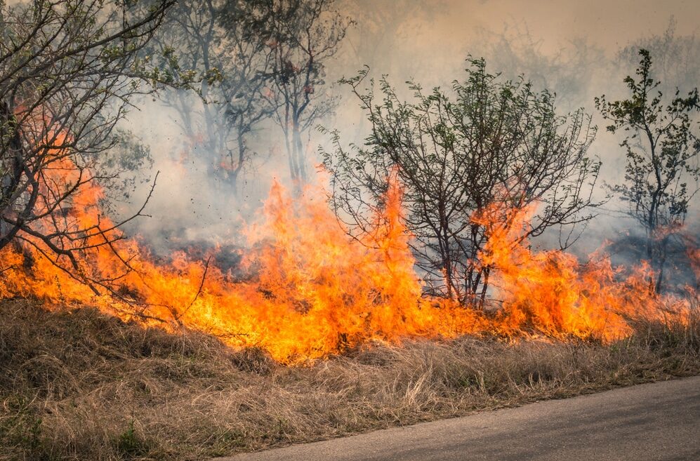 Incendio boschivo
