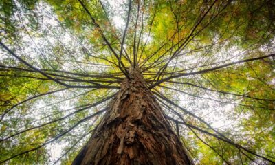 Albero monumentale