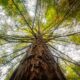 Albero monumentale