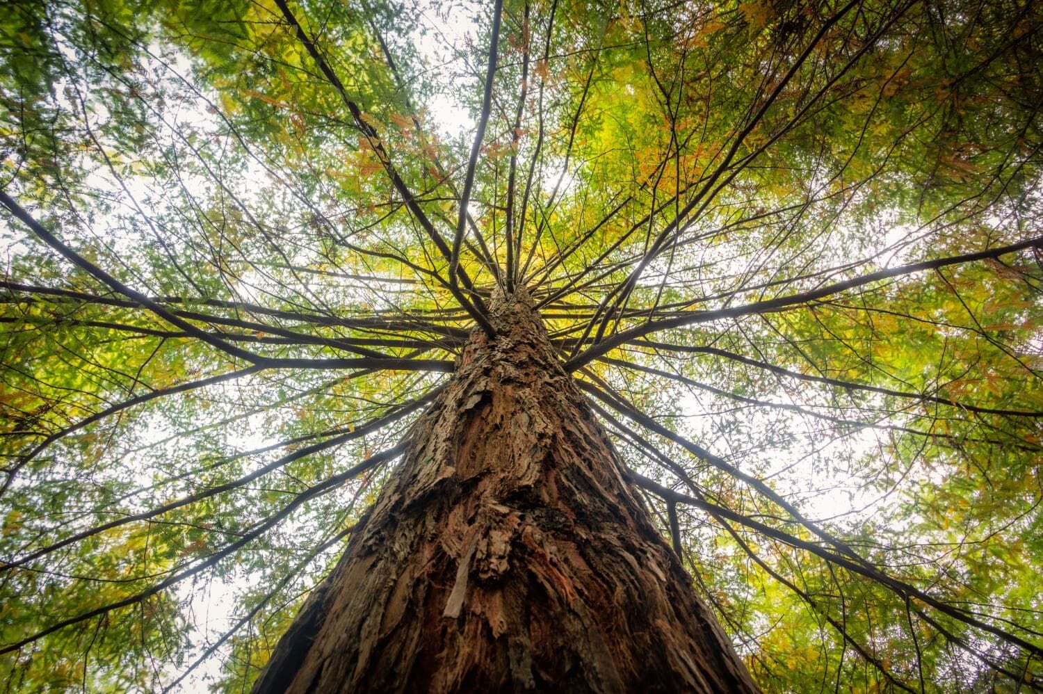 Albero monumentale