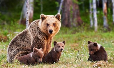 Famiglia di orsi