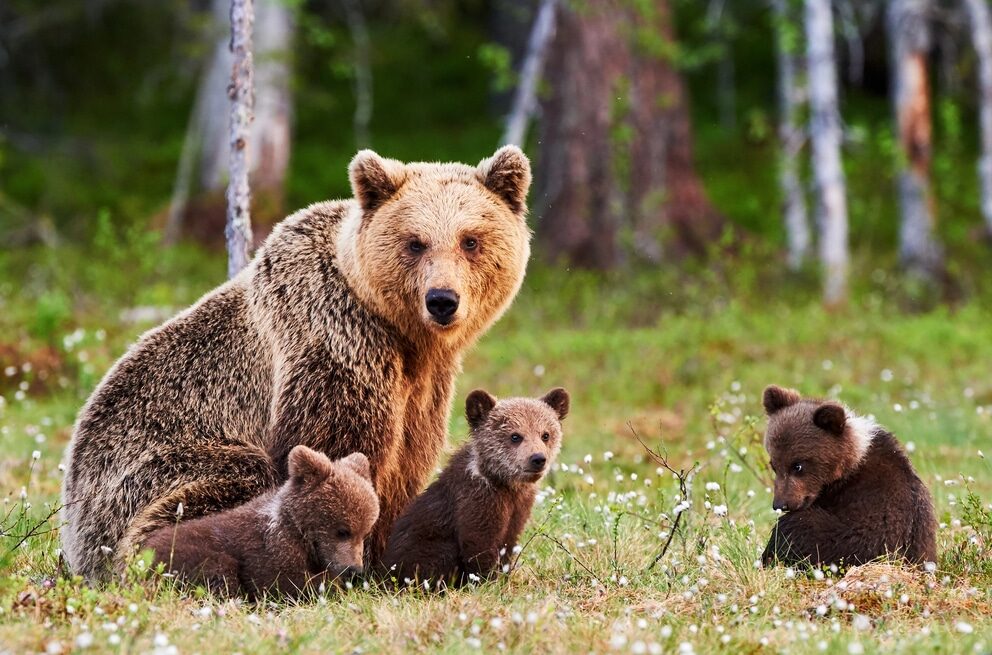 Famiglia di orsi