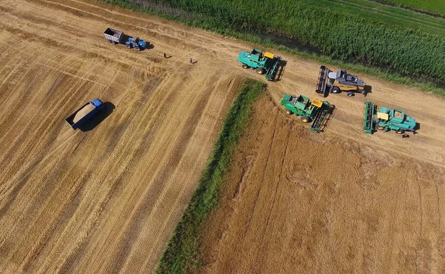 Campo di grano
