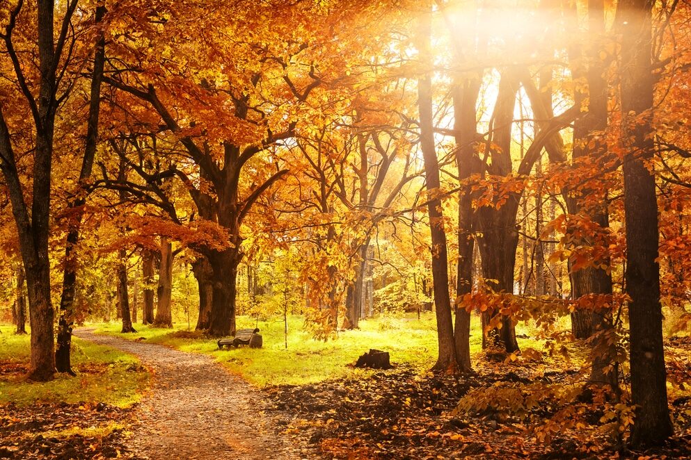 Autunno - Equinozio d’autunno 2026