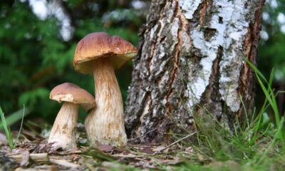 Funghi nei boschi - Dove farli controllare in FVG