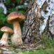 Funghi nei boschi - Dove farli controllare in FVG
