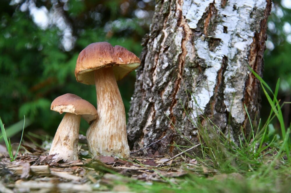 Funghi nei boschi - Dove farli controllare in FVG