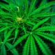 Piante di marijuana