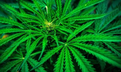 Piante di marijuana