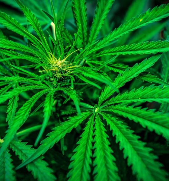 Piante di marijuana