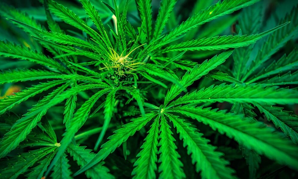 Piante di marijuana