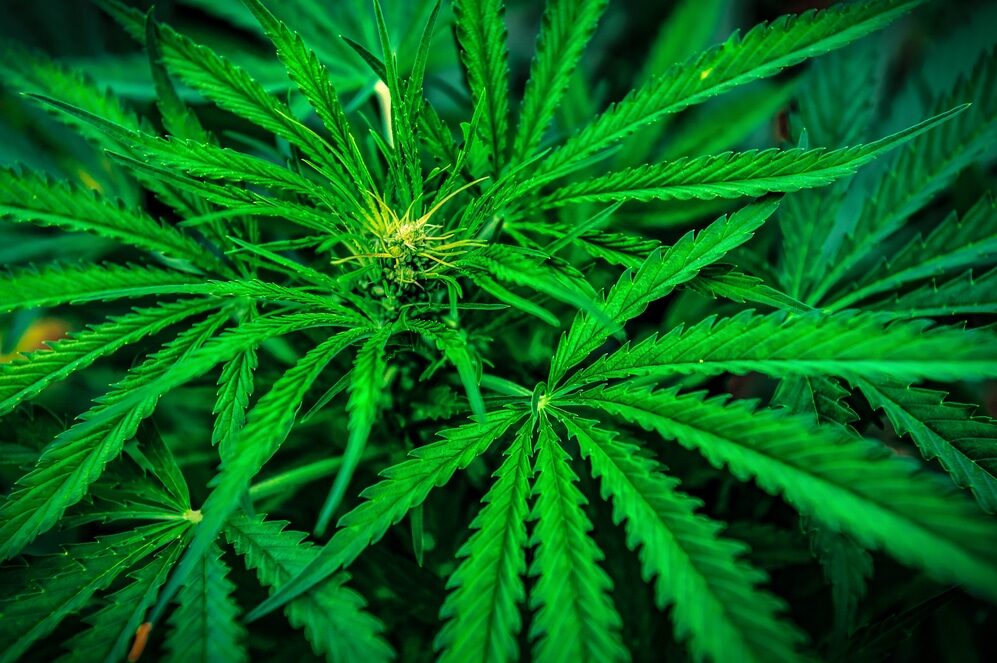 Piante di marijuana