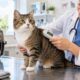 Gatto dal veterinario