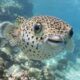 Pesce palla