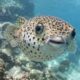 Pesce palla