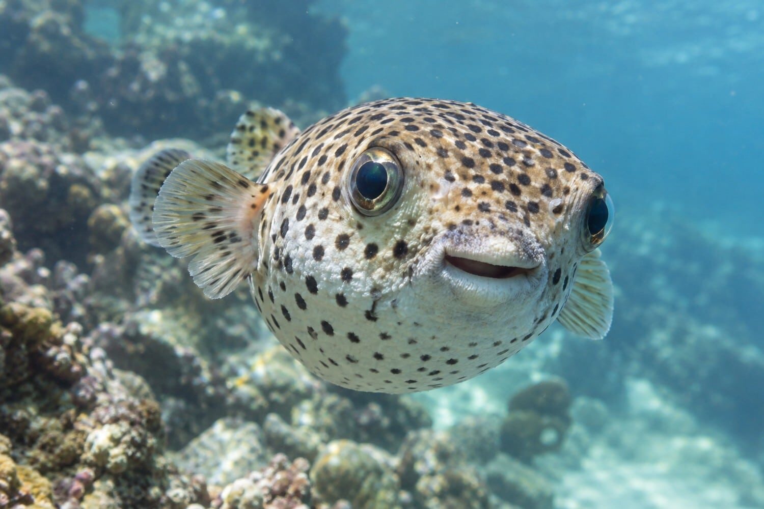 Pesce palla