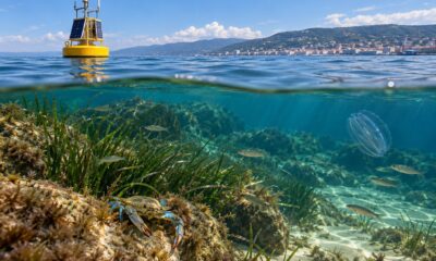 Pesci tropicali, granchio blu e acqua più calda nel Golfo di Trieste