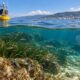 Pesci tropicali, granchio blu e acqua più calda nel Golfo di Trieste