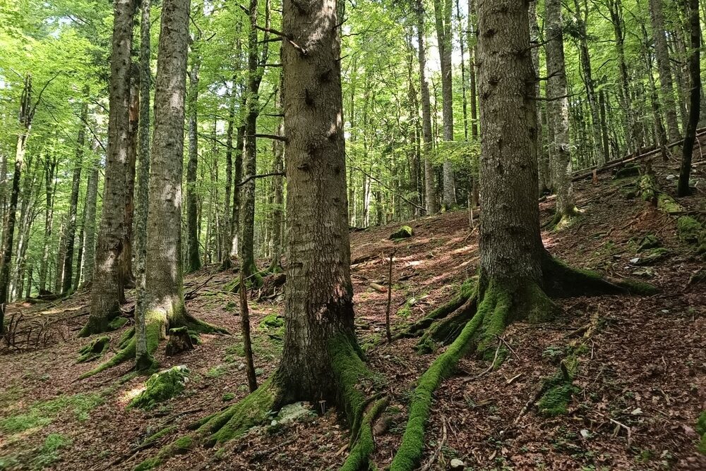 Uno scorcio del bosco di Croseraz Val Bona nel Cansiglio