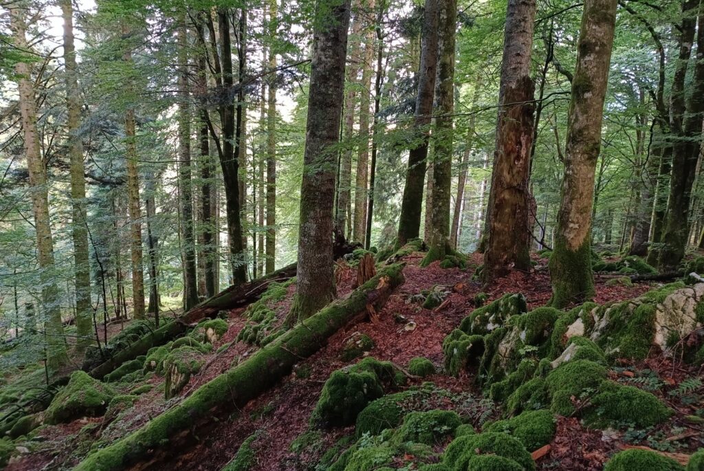 Uno scorcio del bosco di Pian dele Stele in Cansiglio