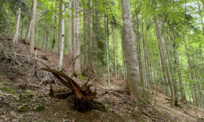 Uno scorcio del bosco di Vintulins a Paularo