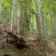 Uno scorcio del bosco di Vintulins a Paularo