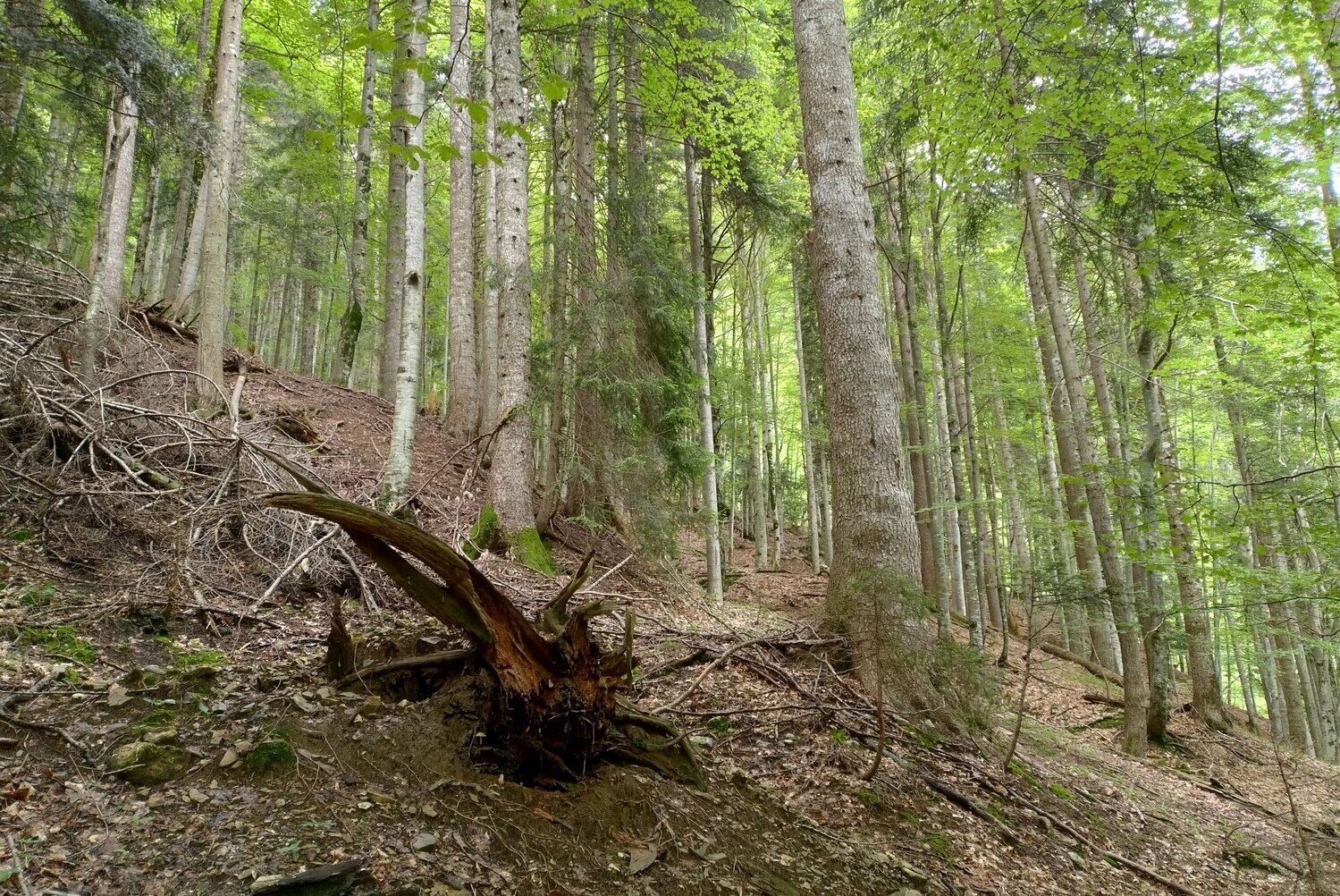 Uno scorcio del bosco di Vintulins a Paularo