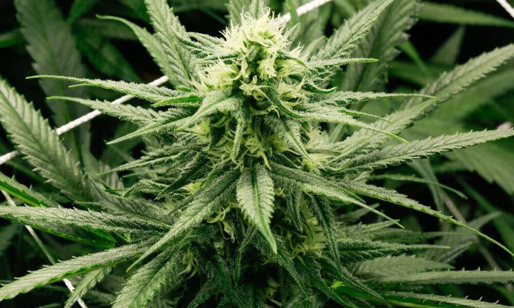 Pianta di Marijuana