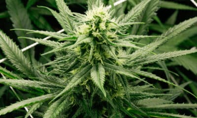 Pianta di Marijuana
