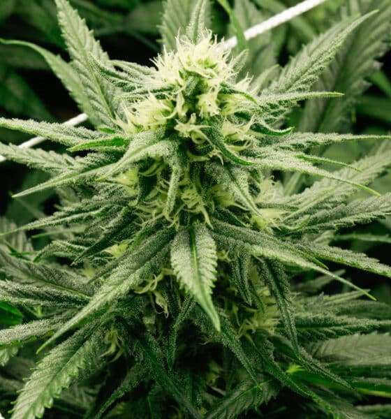 Pianta di Marijuana