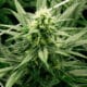 Pianta di Marijuana