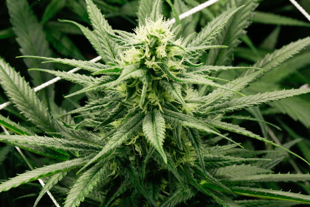 Pianta di Marijuana