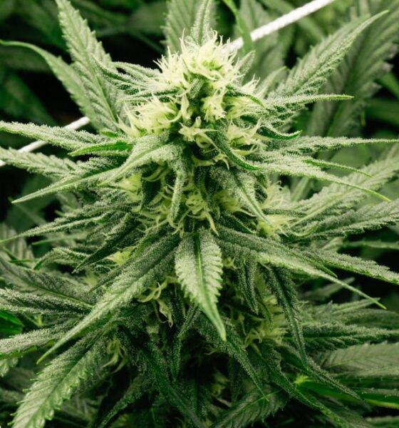 Pianta di cannabis