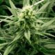 Pianta di cannabis
