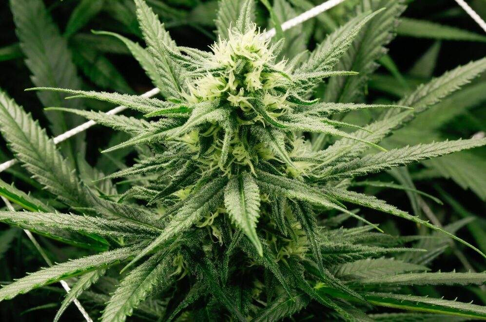 Pianta di cannabis