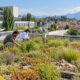 Tetti verdi in città per la biodiversità