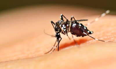 Zanzara- Nuovo caso di Dengue a Udine