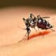 Zanzara- Nuovo caso di Dengue a Udine