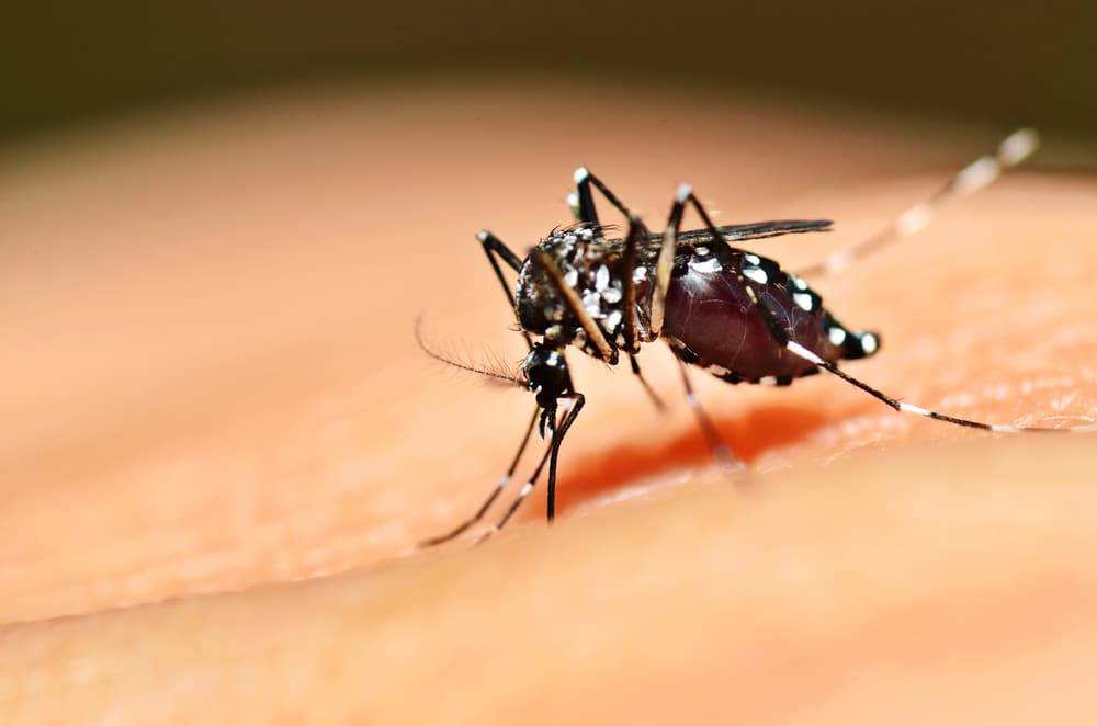 Zanzara- Nuovo caso di Dengue a Udine