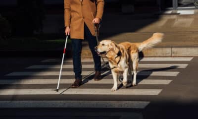 Cane guida