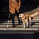 Cane guida