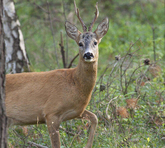 Capriolo